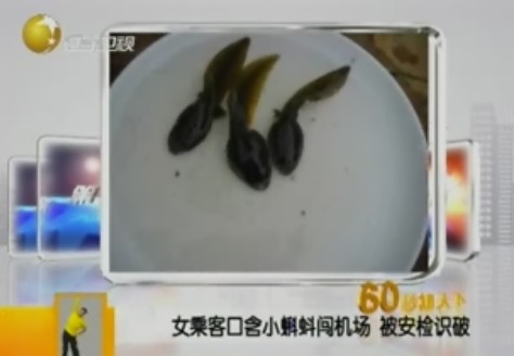 女乘客攜3只蝌蚪遭廣州機場行李安檢機掃描發(fā)現(xiàn)[圖]